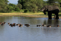 Tarangire