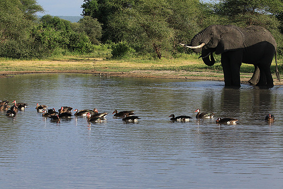 Tarangire