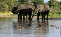 Tarangire