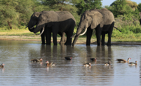 Tarangire