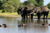 Tarangire
