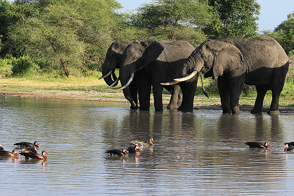 Tarangire