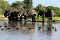 Tarangire