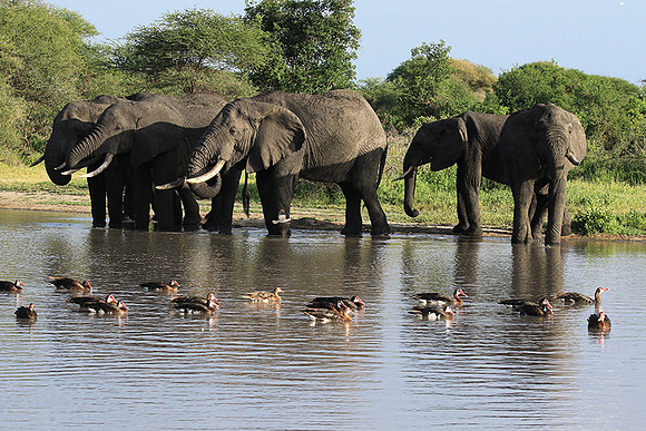 Tarangire
