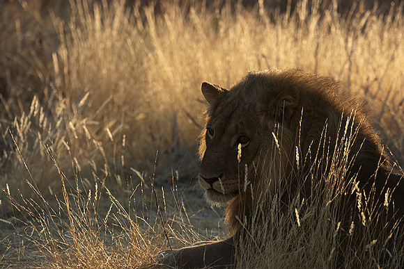 Ruaha NP