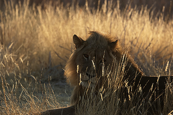 Ruaha NP