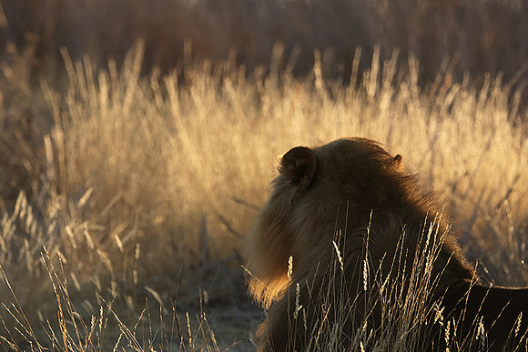 Ruaha NP