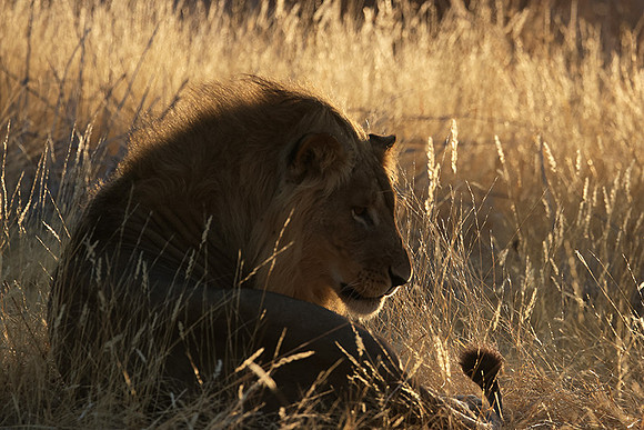 Ruaha NP