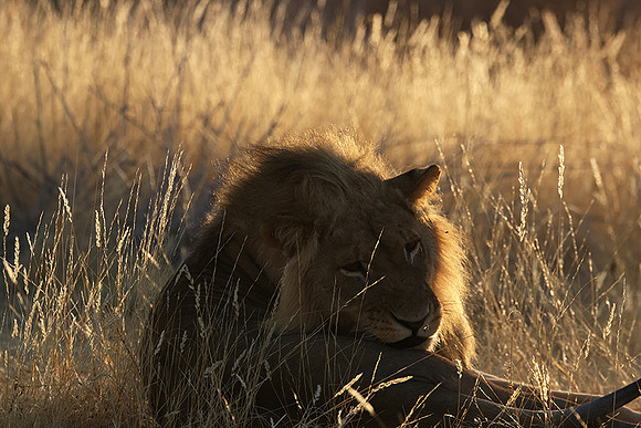 Ruaha NP