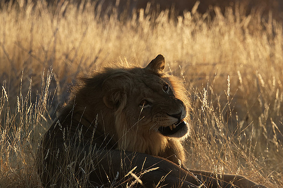 Ruaha NP