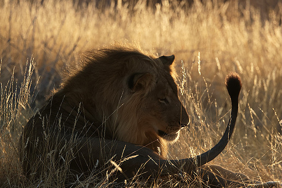 Ruaha NP