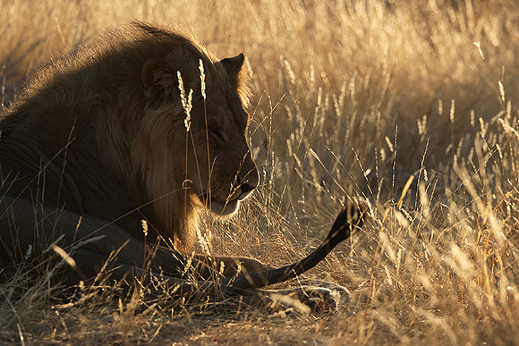 Ruaha NP