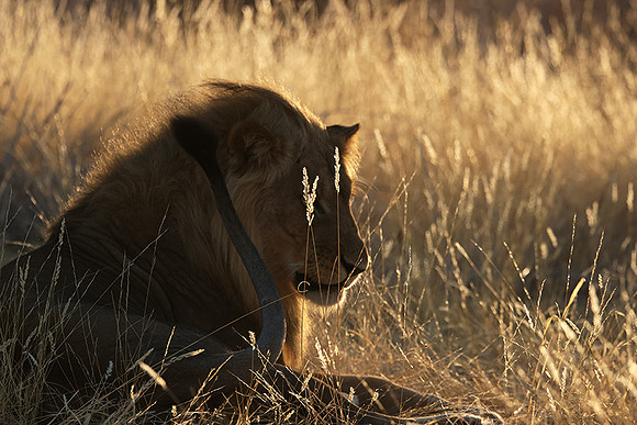Ruaha NP