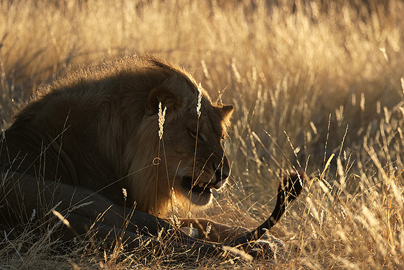 Ruaha NP