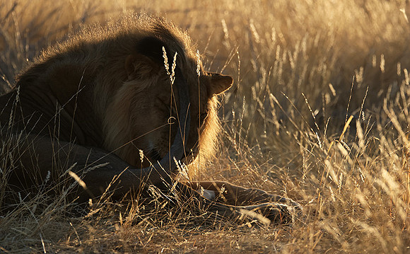 Ruaha NP