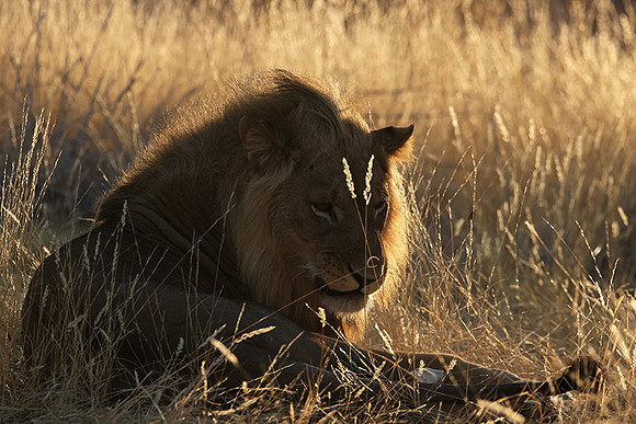 Ruaha NP