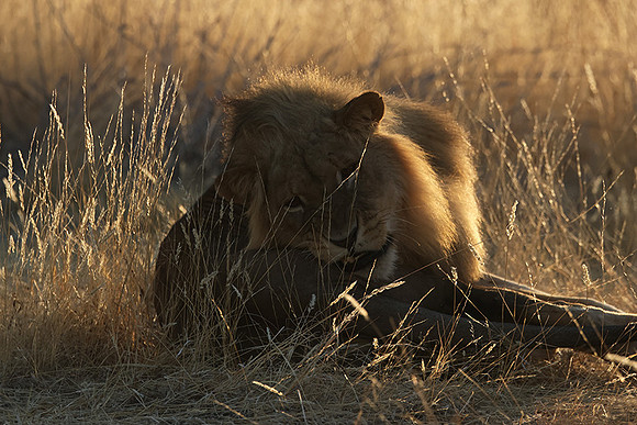 Ruaha NP