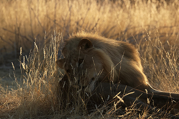 Ruaha NP