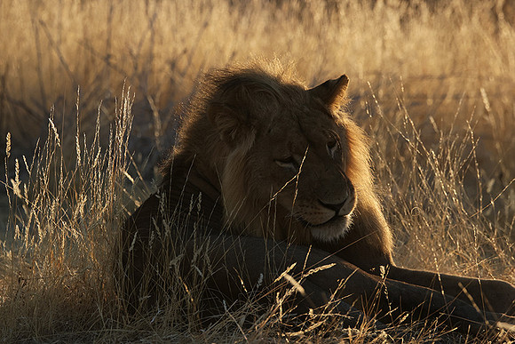 Ruaha NP