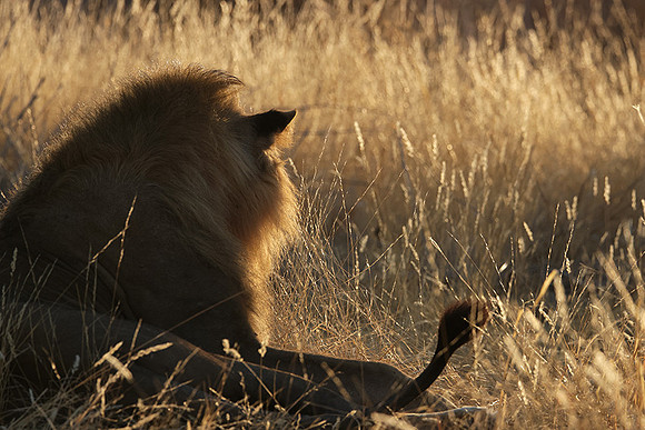 Ruaha NP