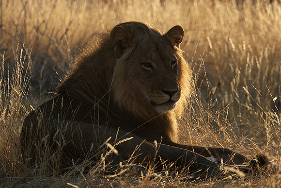 Ruaha NP