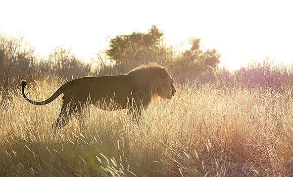 Ruaha NP
