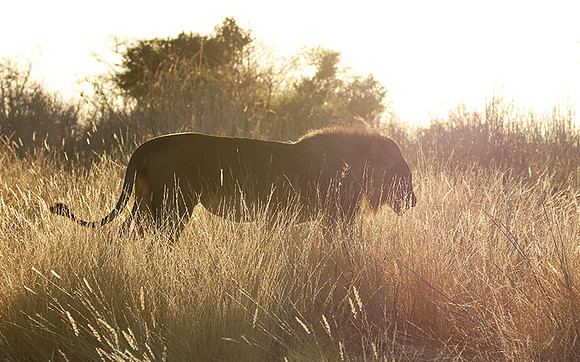 Ruaha NP