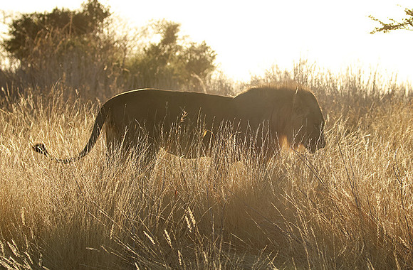 Ruaha NP