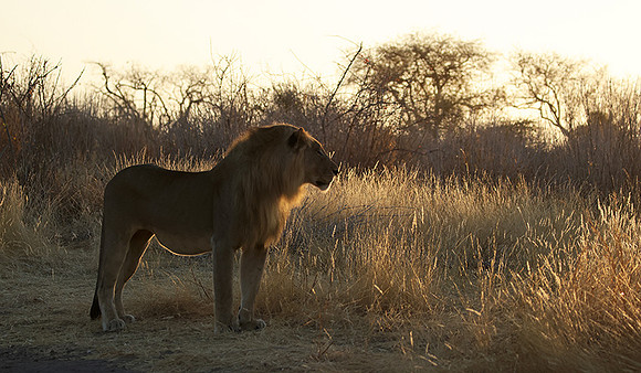 Ruaha NP