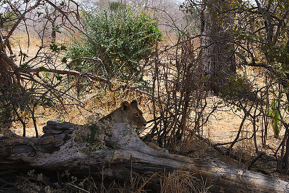 Ruaha NP