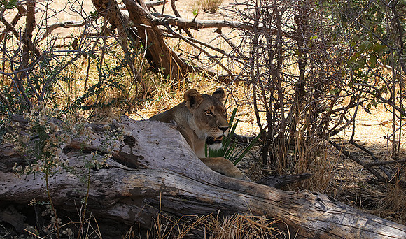 Ruaha NP