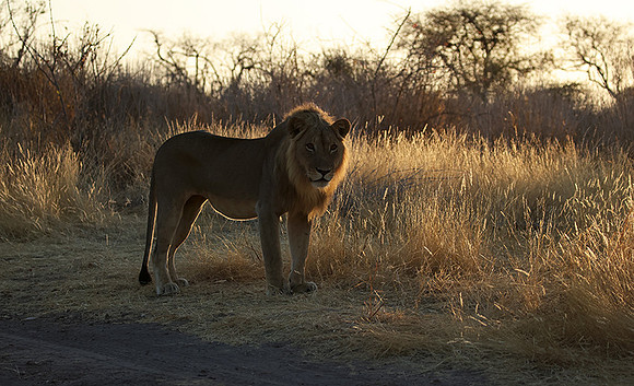 Ruaha NP