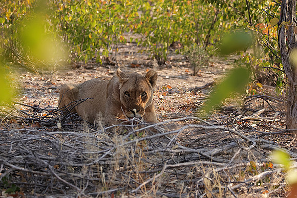 Ongava Private Reserve