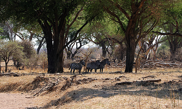 Ruaha NP
