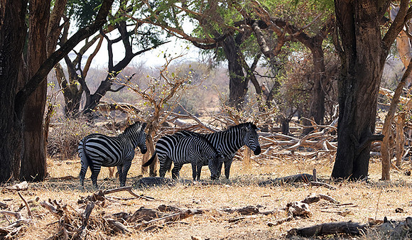 Ruaha NP