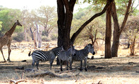 Ruaha NP