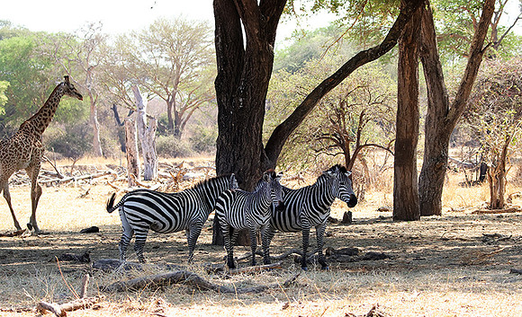 Ruaha NP