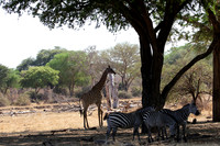 Ruaha NP