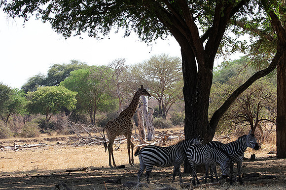 Ruaha NP