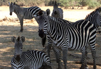 Ruaha NP