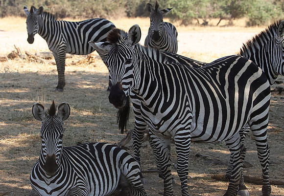 Ruaha NP