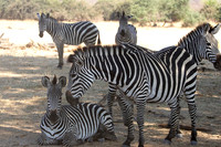 Ruaha NP