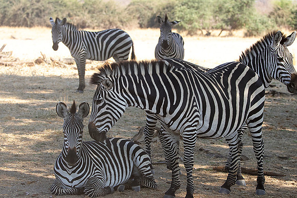 Ruaha NP