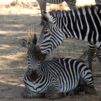 Ruaha NP