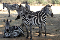 Ruaha NP