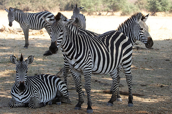 Ruaha NP