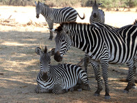 Ruaha NP