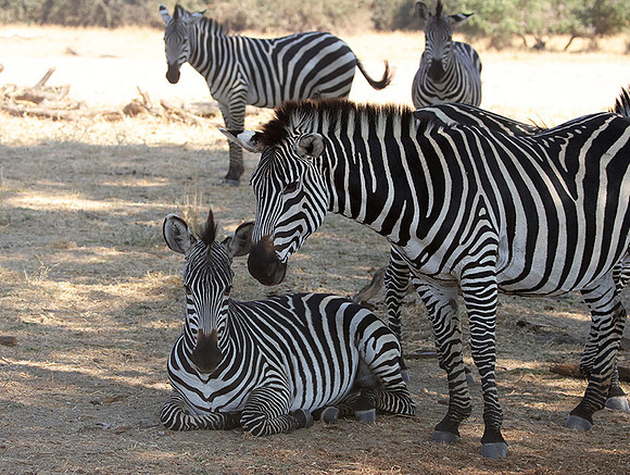 Ruaha NP