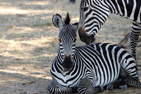 Ruaha NP