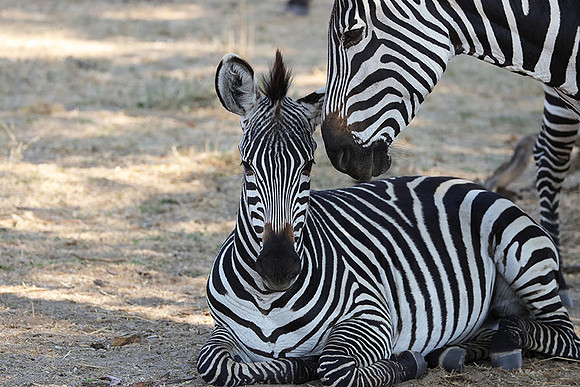 Ruaha NP